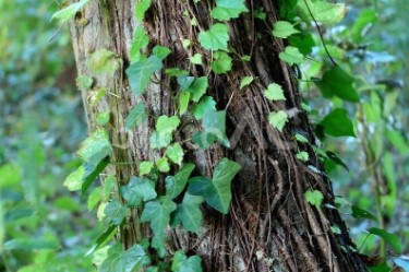 カメムシ　つる植物